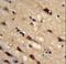 Peptidylprolyl Isomerase C antibody, LS-C163899, Lifespan Biosciences, Immunohistochemistry paraffin image 