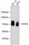 ASH2 Like, Histone Lysine Methyltransferase Complex Subunit antibody, 13-970, ProSci, Western Blot image 