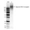 Alginate antibody, LS-C773013, Lifespan Biosciences, Western Blot image 