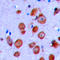 CF Transmembrane Conductance Regulator antibody, LS-C354609, Lifespan Biosciences, Immunohistochemistry paraffin image 