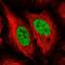 DNA-(apurinic or apyrimidinic site) lyase Neil1 antibody, HPA054084, Atlas Antibodies, Immunofluorescence image 