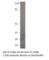 CD86 antibody, CD86-101AP, FabGennix, Western Blot image 