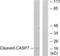 Caspase 7 antibody, abx015537, Abbexa, Western Blot image 