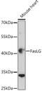 Fas Ligand antibody, GTX64357, GeneTex, Western Blot image 