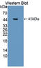 Platelet Derived Growth Factor D antibody, LS-C687564, Lifespan Biosciences, Western Blot image 