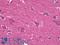 Bone Morphogenetic Protein 2 antibody, LS-B9671, Lifespan Biosciences, Immunohistochemistry paraffin image 