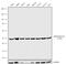 Eukaryotic Translation Initiation Factor 4A3 antibody, 702545, Invitrogen Antibodies, Western Blot image 