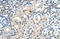 Ubiquitin Protein Ligase E3 Component N-Recognin 7 (Putative) antibody, orb325067, Biorbyt, Immunohistochemistry paraffin image 