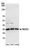 RNA Exonuclease 2 antibody, A304-812A, Bethyl Labs, Western Blot image 