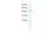 Eukaryotic Translation Initiation Factor 4A3 antibody, PA5-41279, Invitrogen Antibodies, Western Blot image 