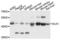 Delta Like Non-Canonical Notch Ligand 1 antibody, LS-C332223, Lifespan Biosciences, Western Blot image 