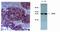 Aldo-Keto Reductase Family 1 Member C1 antibody, MA1-12599, Invitrogen Antibodies, Immunohistochemistry paraffin image 