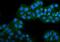 Claudin 3 antibody, A04393-5, Boster Biological Technology, Immunofluorescence image 