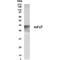 Frizzled Class Receptor 1 antibody, PA1-30050, Invitrogen Antibodies, Western Blot image 