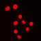 Kruppel Like Factor 1 antibody, LS-C354225, Lifespan Biosciences, Immunofluorescence image 