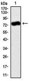 GFP-tag antibody, orb323045, Biorbyt, Western Blot image 