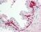 G Protein-Coupled Receptor 55 antibody, GTX100375, GeneTex, Immunohistochemistry paraffin image 