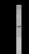 ATP-binding cassette sub-family F member 1 antibody, LS-C342294, Lifespan Biosciences, Immunoprecipitation image 