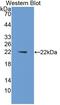 Interleukin 1 Alpha antibody, abx131948, Abbexa, Western Blot image 