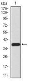 Sirtuin 7 antibody, NBP2-52565, Novus Biologicals, Western Blot image 