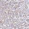 Zinc Finger Protein 526 antibody, HPA023070, Atlas Antibodies, Immunohistochemistry frozen image 