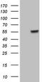 Gamma-Aminobutyric Acid Type A Receptor Alpha5 Subunit antibody, TA806598S, Origene, Western Blot image 