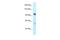 Signal Regulatory Protein Gamma antibody, A10297, Boster Biological Technology, Western Blot image 