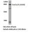 Signal Transducer And Activator Of Transcription 5A antibody, LS-C176221, Lifespan Biosciences, Western Blot image 