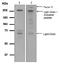 Coagulation Factor V antibody, ab108614, Abcam, Western Blot image 