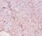Major Histocompatibility Complex, Class II, DR Alpha antibody, MBS1279006, MyBioSource, Immunohistochemistry frozen image 