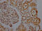 Sirtuin 5 antibody, CSB-RA156557A0HU, Cusabio, Immunohistochemistry paraffin image 