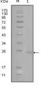 GATA Binding Protein 3 antibody, MA5-15387, Invitrogen Antibodies, Western Blot image 