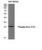 BCL2 Like 1 antibody, A00181T47-1, Boster Biological Technology, Western Blot image 