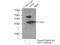 Axin Interactor, Dorsalization Associated antibody, 23724-1-AP, Proteintech Group, Immunoprecipitation image 
