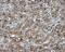 Nitrilase Family Member 2 antibody, MA5-25083, Invitrogen Antibodies, Immunohistochemistry frozen image 
