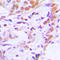 Transcription Factor 7 antibody, LS-C352911, Lifespan Biosciences, Immunohistochemistry paraffin image 