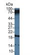 Carcinoembryonic Antigen Related Cell Adhesion Molecule 7 antibody, LS-C293177, Lifespan Biosciences, Western Blot image 