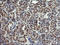 Lysozyme antibody, LS-C174730, Lifespan Biosciences, Immunohistochemistry frozen image 