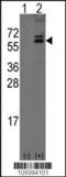 Olfactomedin 1 antibody, TA302008, Origene, Western Blot image 