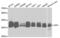 CLN2 antibody, abx004302, Abbexa, Western Blot image 