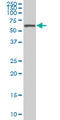 Apoptosis Antagonizing Transcription Factor antibody, LS-B11447, Lifespan Biosciences, Western Blot image 