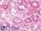 Cerebellin 3 Precursor antibody, LS-C119841, Lifespan Biosciences, Immunohistochemistry frozen image 