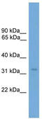 Transcription Elongation Factor A2 antibody, TA344424, Origene, Western Blot image 