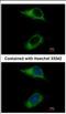 Caspase Recruitment Domain Family Member 6 antibody, NBP2-15704, Novus Biologicals, Immunocytochemistry image 