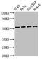 Autophagy Related 4D Cysteine Peptidase antibody, CSB-PA774797LA01HU, Cusabio, Western Blot image 