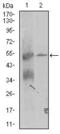 Thyroid Hormone Receptor Interactor 6 antibody, GTX60653, GeneTex, Western Blot image 