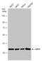 DNA-(apurinic or apyrimidinic site) lyase antibody, GTX70130, GeneTex, Western Blot image 