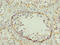 Spermatogenic Leucine Zipper 1 antibody, CSB-PA887147LA01HU, Cusabio, Immunohistochemistry frozen image 