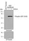 Serine/Threonine Kinase 11 antibody, AF5636, R&D Systems, Western Blot image 