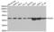 Proliferation-Associated 2G4 antibody, abx004117, Abbexa, Western Blot image 